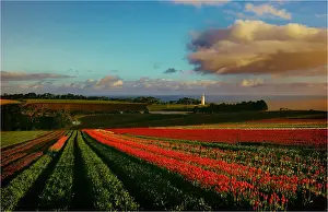 Tulip Prints: Tulips crowing on the coastline at Table cape, northern Tasmania, Australia
