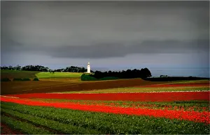 Tulip Prints: Tulips crowing on the coastline at Table cape, northern Tasmania, Australia