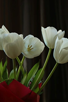 Tulips in a dramatic black and white graphic