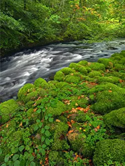 Falling Water Prints: Tumbling stream, Lake District, England, United Kingdom