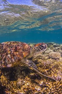 Images Dated 10th March 2016: turtle close up on coral