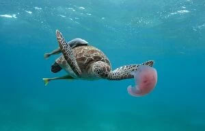 Alastair Pollock Collection: Turtle eating jellyfish