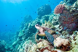 Coral Prints: Turtle reef