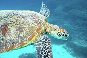 Images Dated 2019 August: Turtles Of The Great Barrier Reef
