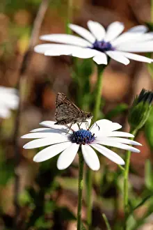 Prints of Two-spotted grass skipper-Pasma tasmanica, on a white daisy flower Louise Docker Photography Prints: Two-Spotted Grass Skipper on a daisy