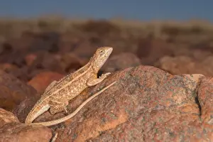 Images Dated 1st May 2016: Tympanocryptis tetraporaphora, birdsville-5942