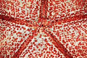 Fauna Prints: Underside with mouth of spiny cushion star (Culcita novaeguineae)