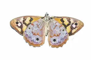 Prints of underside of Brown Spotted Butterfly Heteronympha paradelpha on white background Louise Docker Photography Prints: Underside of Spotted Brown Butterfly