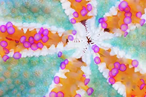Underside of a Starfish