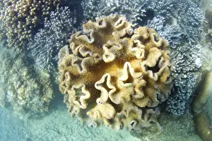 Coral Prints: Underwater coral reef