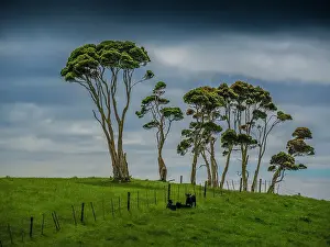 Images Dated 2022 December: Unique Melaleuca trees and Rural viewpoint, King Island, Bass Strait, Tasmania, Australia