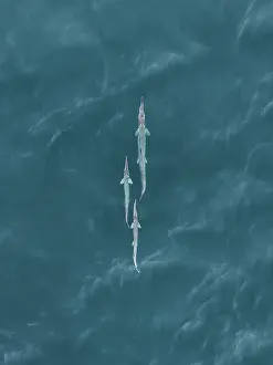 Abstract Aerial Art Prints: Three unknown fish in the Indian Ocean photographed from a drone point of view