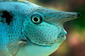 Fine Art Photography Collection: Unusual fish