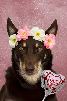 Valentines Day dog