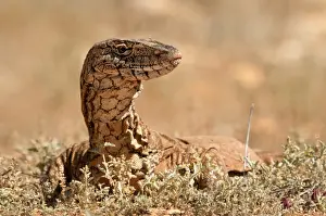 Perentie Prints: Varanus giganteus, Hamelin Station
