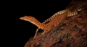Varanus pilbarensis Varanus pilbarensis