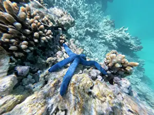 Prints of variations of different coral and structures under the water, Great Barrier Reef, Queensland, Australia Discover the extraordinary diversity of Australia's marine life: variations of different coral and structures under the waters of the Great barrier Reef with a blue star fish