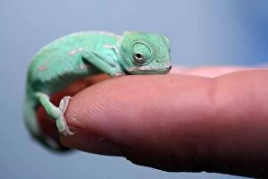 Lizards Collection: Veiled Chameleon Hatchling