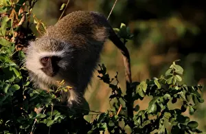 Indigenous Culture Prints: The Vervet Monkey, Kruger National Park, South Africa