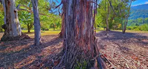 Ian Rolfe's Southern Lightscapes Prints: The vibrant autumn colours aound the town of Bright, Ovens Valley, Victoria, Australia
