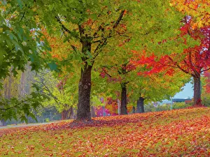 The vibrant autumn colours aound the town of Bright, Ovens Valley, Victoria, Australia