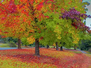 Ian Rolfe's Southern Lightscapes Prints: The vibrant autumn colours aound the town of Bright, Ovens Valley, Victoria, Australia