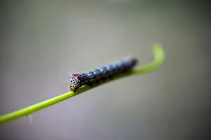 Images Dated 23rd April 2013: A vibrantly patterned caterpillar on a green stem, extreme close up