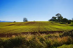 Detail Prints: View of Clear Blue Sky with Vegetable Farm in the Foreground in Devonport
