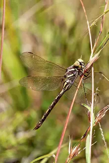 Prints of Side view of a brown and yellow striped dragonfly on a dead grass stem and head Louise Docker Photography Prints: Side view of a dragonfly on a grass stem
