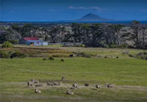 A view across farmland towards Chappell Island, on the coastline of Flinders Island, Bass Strait, Tasmania, Australia