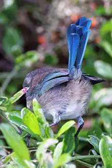 Robbie Goodall Photography Prints: Back view of a Female Splendid Fairywren - Malurus splendens