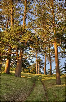 A view of the fine weather track that leads down to Point Ross and the Shearwater colony on Norfolk Islands coastline