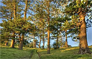 A view of the fine weather track that leads down to Point Ross and the Shearwater colony on Norfolk Islands coastline