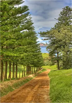 Country Road Prints: A view of the fine weather track that leads down to Point Ross and the Shearwater colony on Norfolk Islands coastline