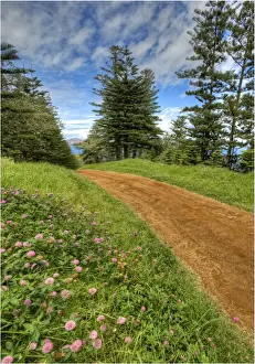 Country Road Prints: A view of the fine weather track that leads down to Point Ross and the Shearwater colony on Norfolk Islands coastline
