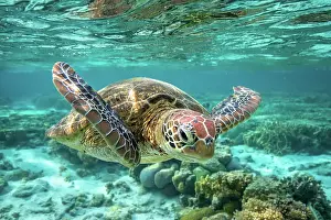 Front view of a green sea turtle swimming towards the camera as it glides underwater over the great barrier reef