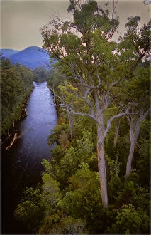 Images Dated 21st November 2013: A view of the Huon river near the Tahune airwalk in southern Tasmania