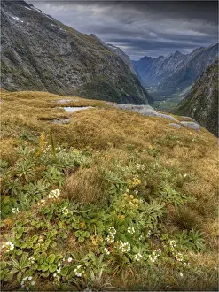 Fiordland National Park And Milford Sound, South Island Prints: The view at Mackinnon Pass, high up in the mountainous region of the Fiordland National Park