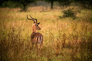View of a Male Impala with Lyre-Shaped Horns, White Tail and Several Black Markings, Kruger National Park, South Africa View of a Male Impala with Lyre-Shaped Horns, White Tail and Several Black Markings, Kruger National Park, South Africa