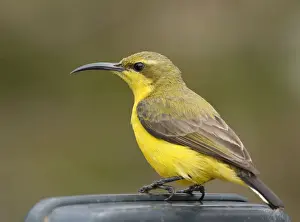 Side view of olive-backed sunbird
