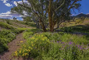 A view of the remote and rugged countryside near Blinman on the Parachilna Gorge road in the Spring. Southern Flinders Ranges, south Australia