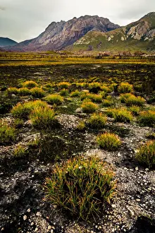 Social Issues Prints: View to the Sentinel Range in Gordon River Valley after 2016 fires. Southwest Tasmania