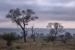 Scrubs Prints: View of South African Trees and Scrubs in the Misty Foggy Morning at Kruger National Park
