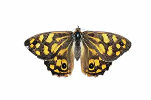 Prints of Top view of Spotted Brown Butterfly Heteronympha paradelpha with wings out on white background Louise Docker Photography Prints: Top view of Spotted Brown Butterfly