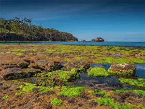 A view of the Tessalated pavement at Pirates bay, Tasman Peninsular, Tasmania, Australia