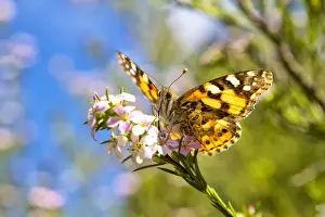 View from underneath of Painted Lady Butterfly