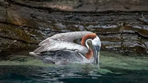 Side view of a vibrant GalAapagos Pelican with its beak in the water