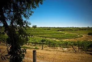 Country Region Prints: Vineyard at McLaren Vale, South Australia