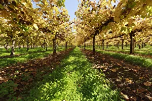 Autumn vineyard