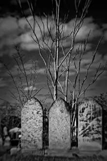 Spooky Prints: Visualize Fear - Old gravestones amongst trees
